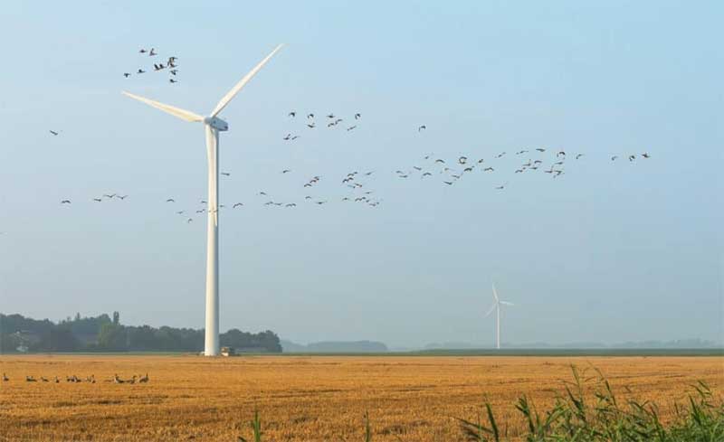 Turbina eólica inteligente reduz até 80% das mortes de aves; veja como