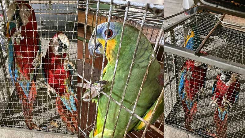 Araras, papagaios e jabutis são resgatados de cativeiro no Pará