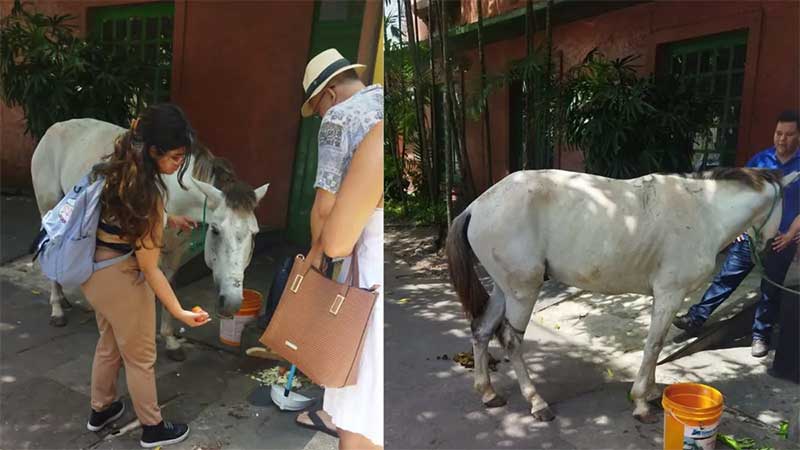 Cavalo ferido é abandonado em área central de Belém, PA