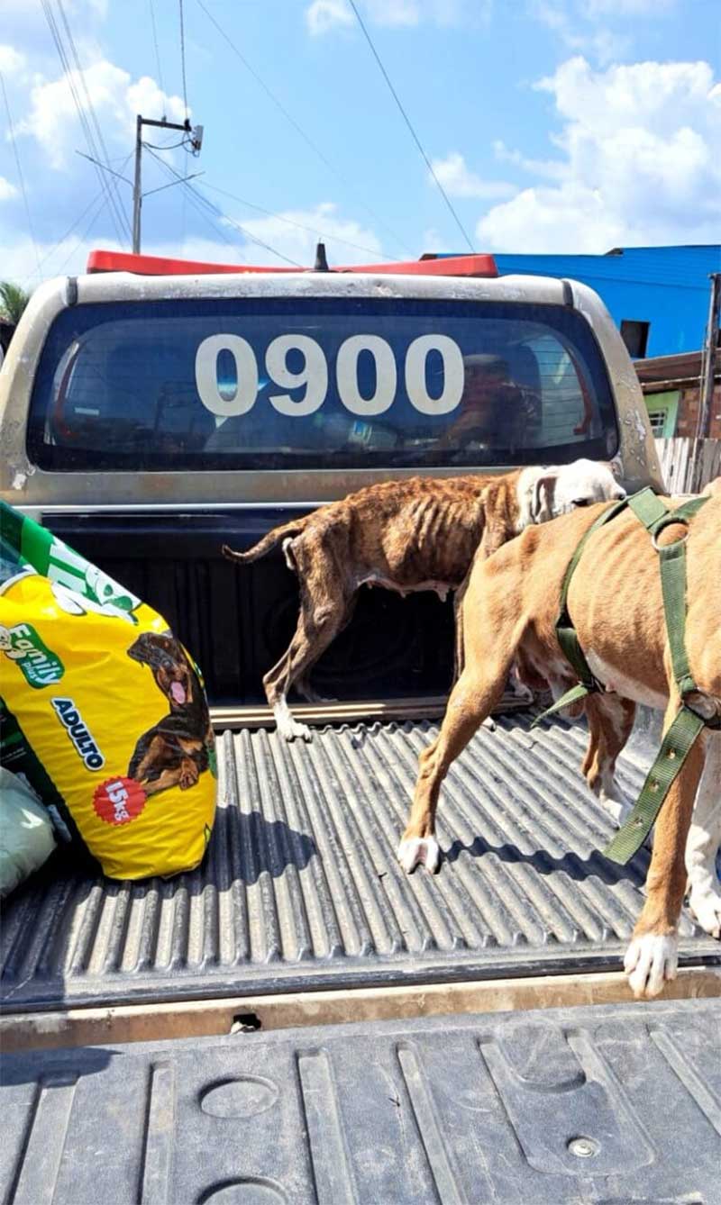 Policia salva animais de maus-tratos e prende suspeito no Marajó