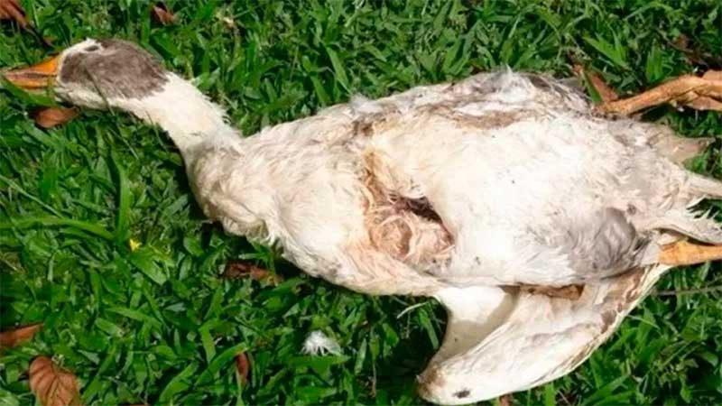 Polícia Civil investiga matança de patos em chácara no Pará; vídeo