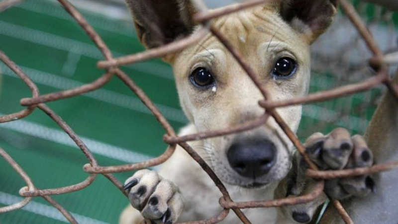 “Proibir alimentar é crime”, diz advogado sobre faculdade proibir ajuda a animais abandonados no campus