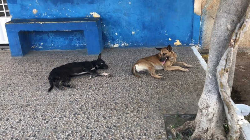 VÍDEO: animais de rua sofrem com calor em Sousa (PB) e ativista pede ajuda à população e ao poder público