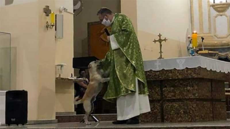 Padre usa missas para apelar à adoção de cães que salvou da rua
