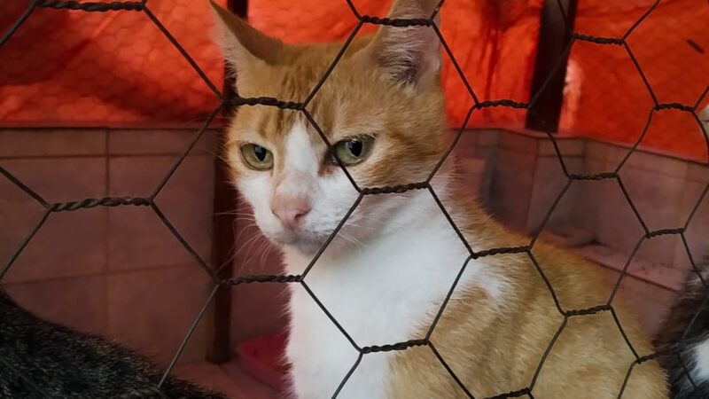Cinquenta animais resgatados correm risco de voltar para as ruas de Olinda, PE