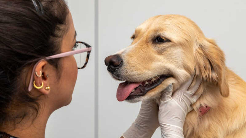 Pets: projeto permite tutores a acompanharem cirurgias de animais de estimação em Pernambuco