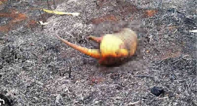 Animais morrem queimados em incêndio que já dura cinco dias no norte do Piauí, divisa com o Ceará
