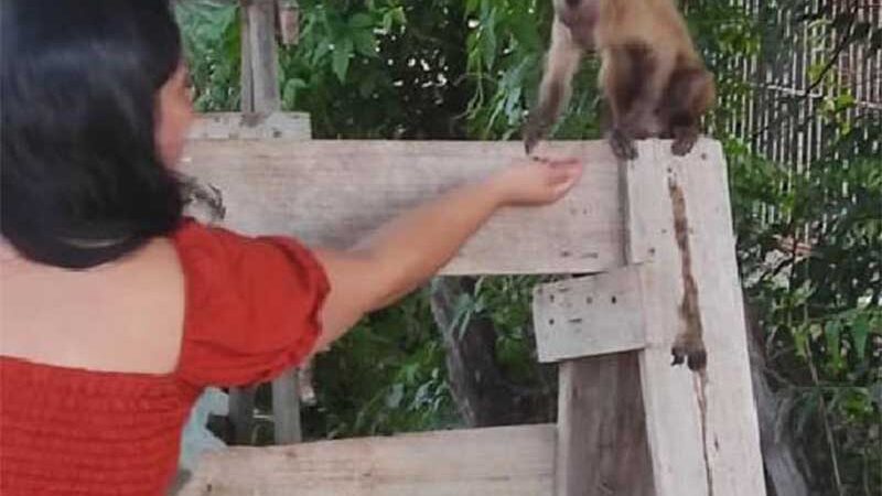Vídeo: Macaco é flagrado “raptando” filhotes de cães e gatos em Picos, PI