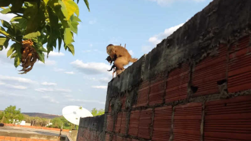 Fim da Nazaré Tedesco de pet: macaco Chico, visto ‘sequestrando’ filhotes de gato e cachorro, é capturado no Piauí