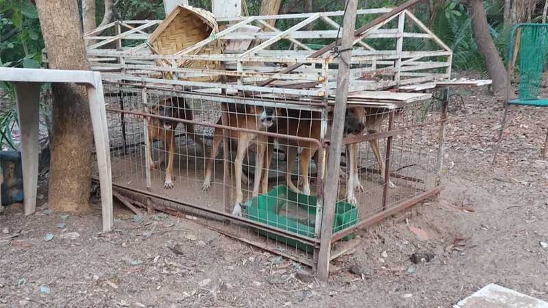 Cachorros são resgatados de jaulas sem água e comida em União, PI; homem é preso por maus-tratos