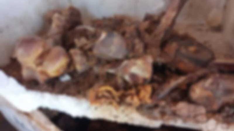 Égua prenha é encontrada esquartejada e queimada em Colombo, PR