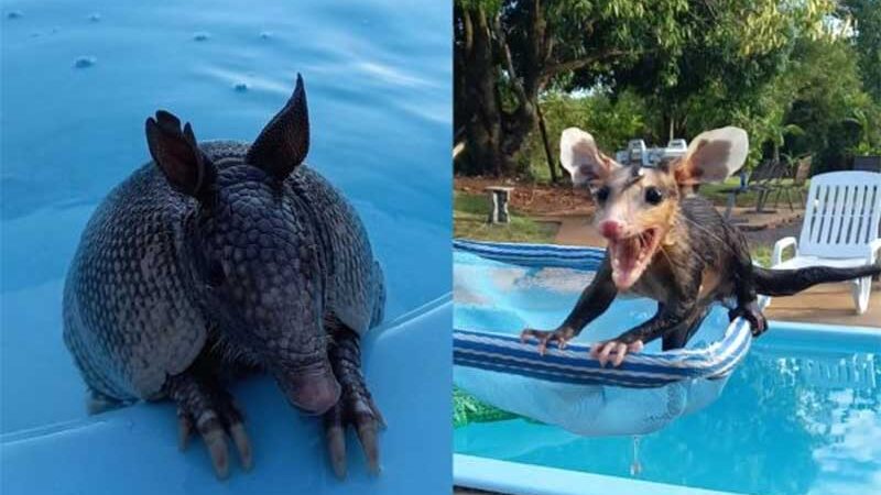 VÍDEO: tatus e gambá invadem piscina para se refrescar no Paraná