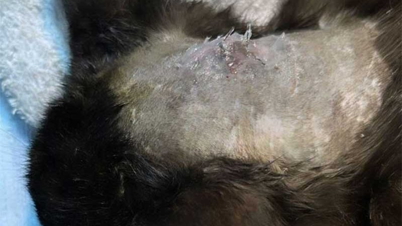 Gato é resgatado após ser atingido com tiro de chumbinho, em Paranavaí, PR