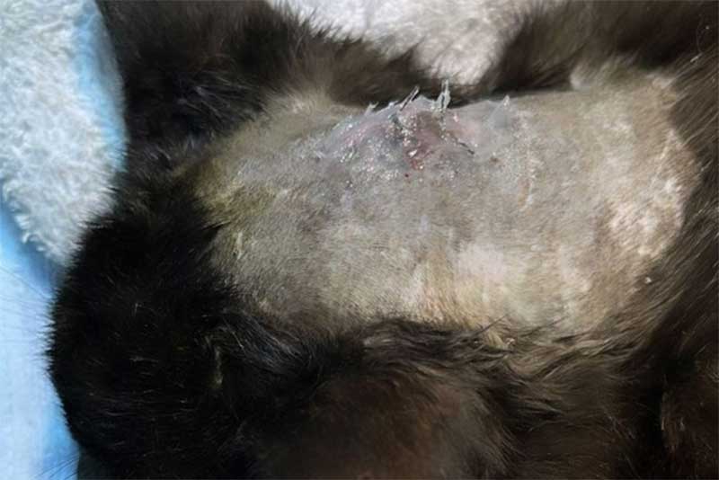 Gato é resgatado após ser atingido com tiro de chumbinho, em Paranavaí, PR