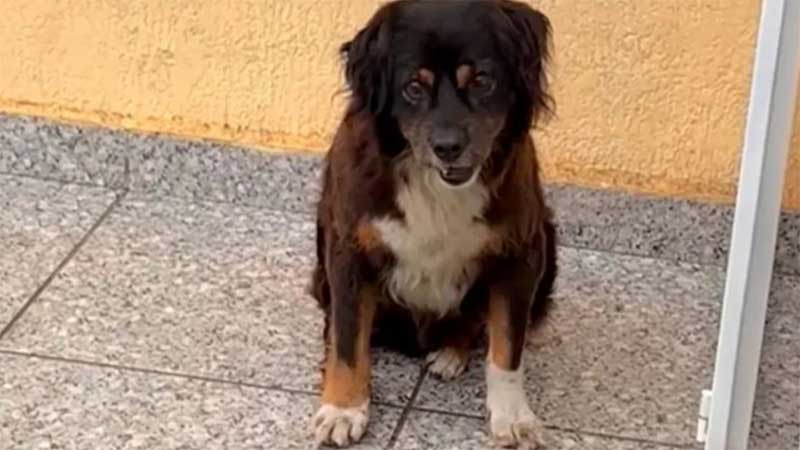 Homem reincidente tenta atropelar cachorro em Pinhais, PR; vídeo