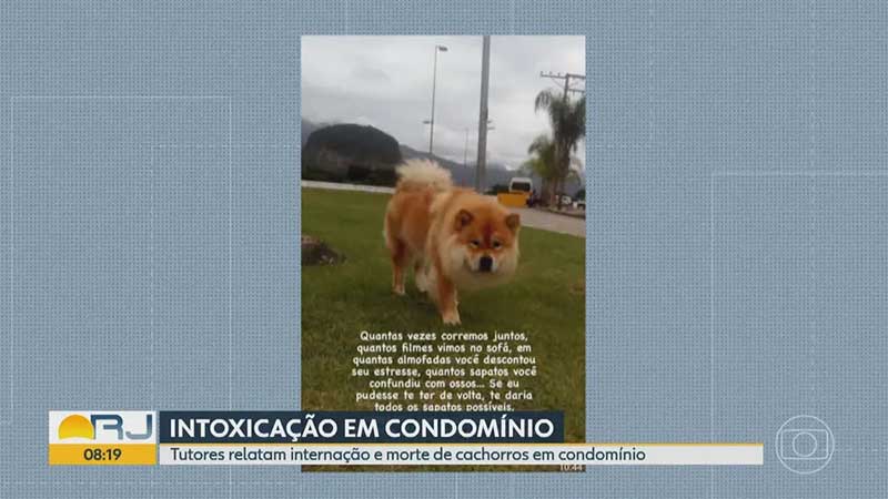 Polícia investiga intoxicação e morte de cães em condomínio da Vila do Pan, na Barra da Tijuca, no Rio