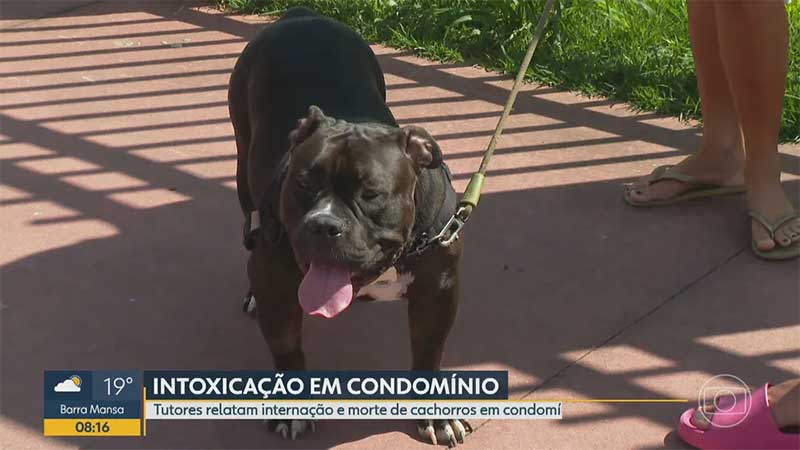 Cãozinho Mané — Foto: Reprodução/TV Globo