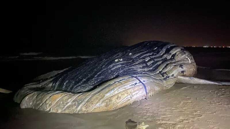 Baleia-jubarte é encontrada morta em praia de Guaxindiba, em São Francisco de Itabapoana, RJ