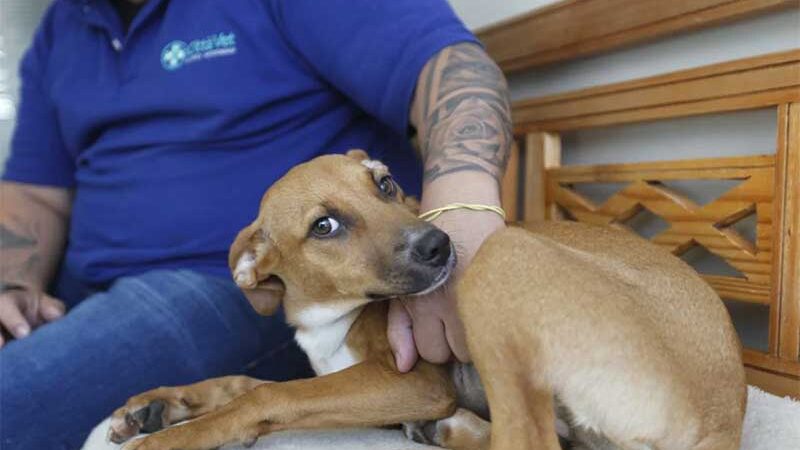 Rio: cães abandonados no Jardim Botânico ganham chance de encontrar um novo lar