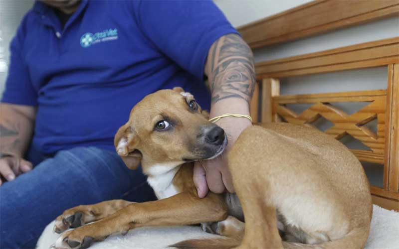 Rio: cães abandonados no Jardim Botânico ganham chance de encontrar um novo lar