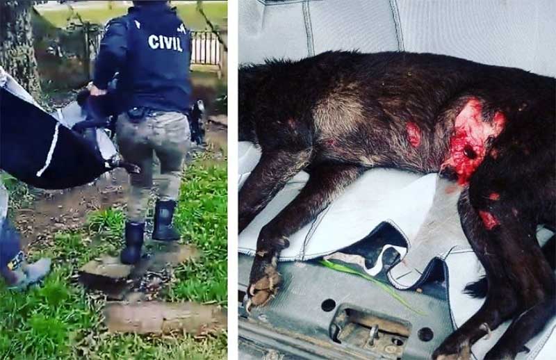 Polícia Civil resgata animais que estavam em situação de maus-tratos, em Bagé (RS), incluindo um cão que entrou em óbito