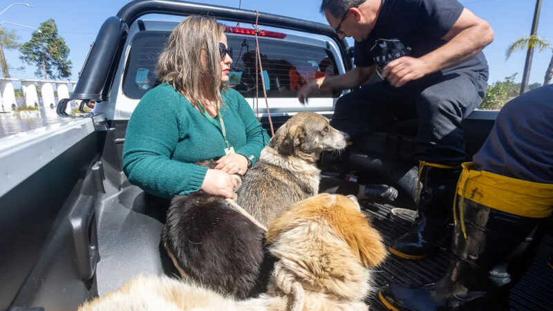 VÍDEO: três cães comunitários que estavam ilhados são resgatados em Canoas, RS