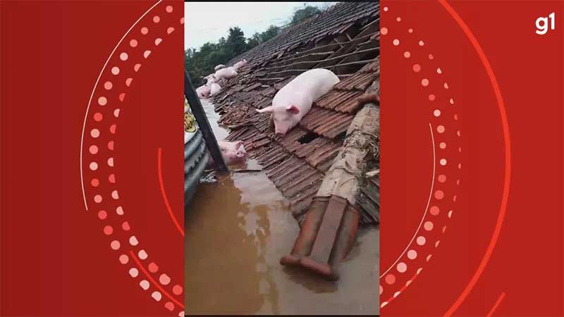VÍDEO: porcos tentam se abrigar em telhado após passagem de ciclone extratropical pelo RS