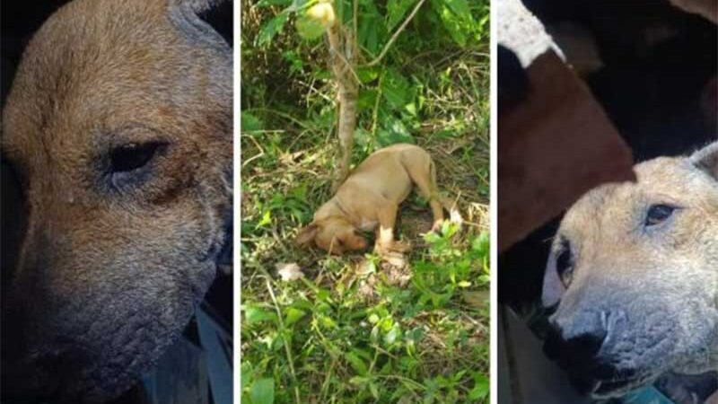 Guarda Municipal resgatou dois cães vítimas de maus-tratos em Balneário Camboriú, SC