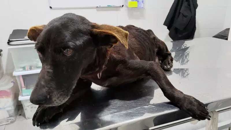 ‘Coberto de parasitas’, cachorro é resgatado de maus-tratos em Camboriú, SC