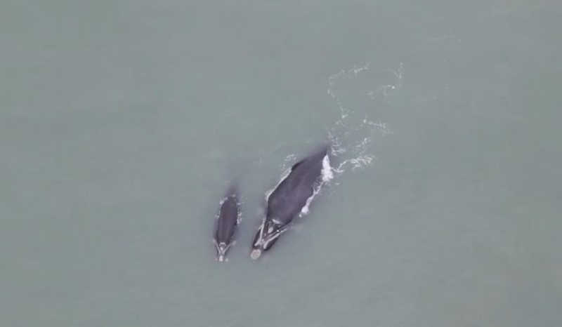 Vídeo: baleia mamãe apareceu com rede de pesca na cabeça em Florianópolis