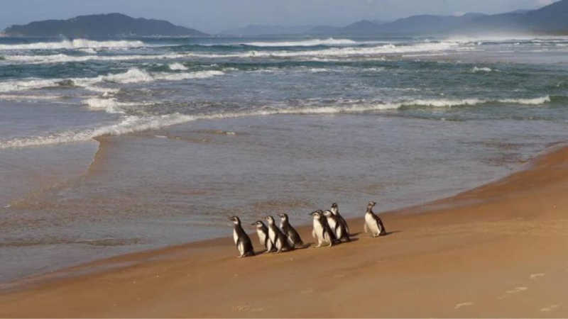 Pinguins recuperados de longa migração emocionam tratadores em volta ao mar em SC; vídeo