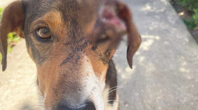Acusado de agredir cães comunitários com golpes de facão é preso em Laguna, SC