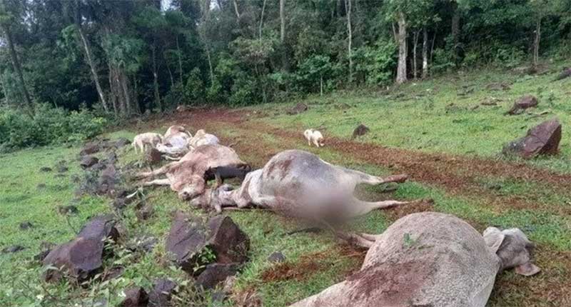 Bezerro e cinco vacas morrem eletrocutados durante temporal no oeste de SC
