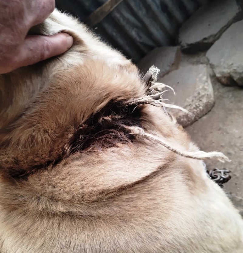 Cachorro com pescoço cortado por corda é resgatado por ONG em Ponte Serrada, SC; vídeo