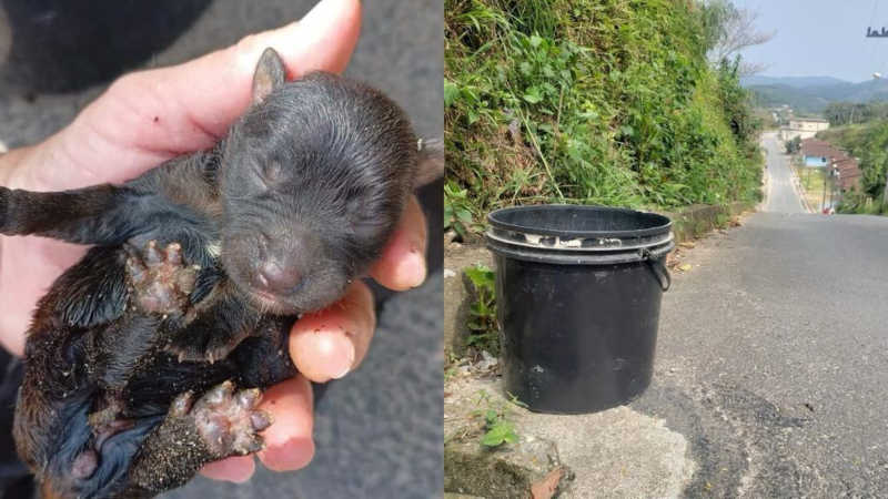 Cachorrinhos morrem após serem abandonados dentro de balde em asfalto quente, em São João Batista, SC