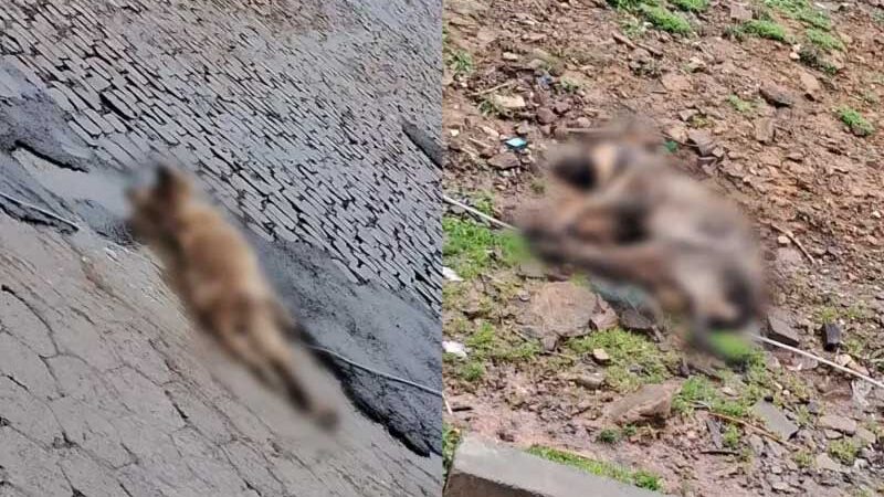 ‘Tristeza’: após forte temporal, cães aparecem mortos em cidade de SC