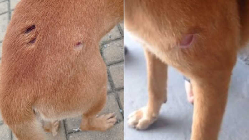 Cachorro de rua é agredido com pedaço de madeira cheio de pregos em Tijucas, SC