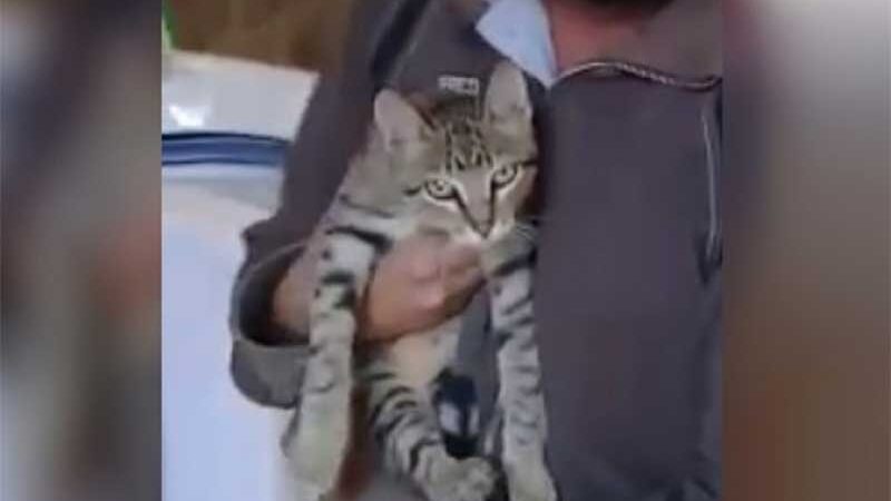Homem é preso por maus-tratos ao amarrar gato e fazer o animal de alvo com arminha de pressão