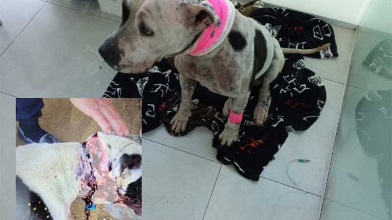 Homem que afirmava ser tutor de cão vítima de maus-tratos passa a ser investigado e acaba preso em Tubarão, SC