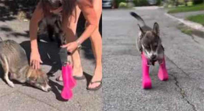 Cachorro experimentando próteses para patas dianteiras emociona web; assista