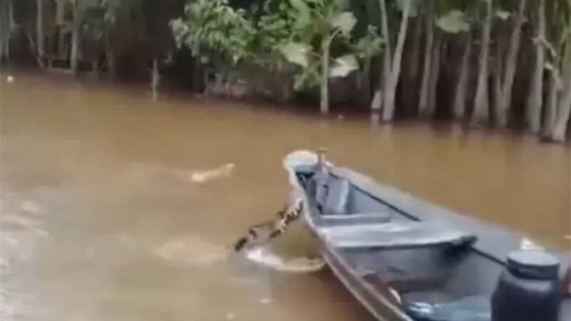 Pescadores irritam jacaré e animal ataca embarcação de madeira