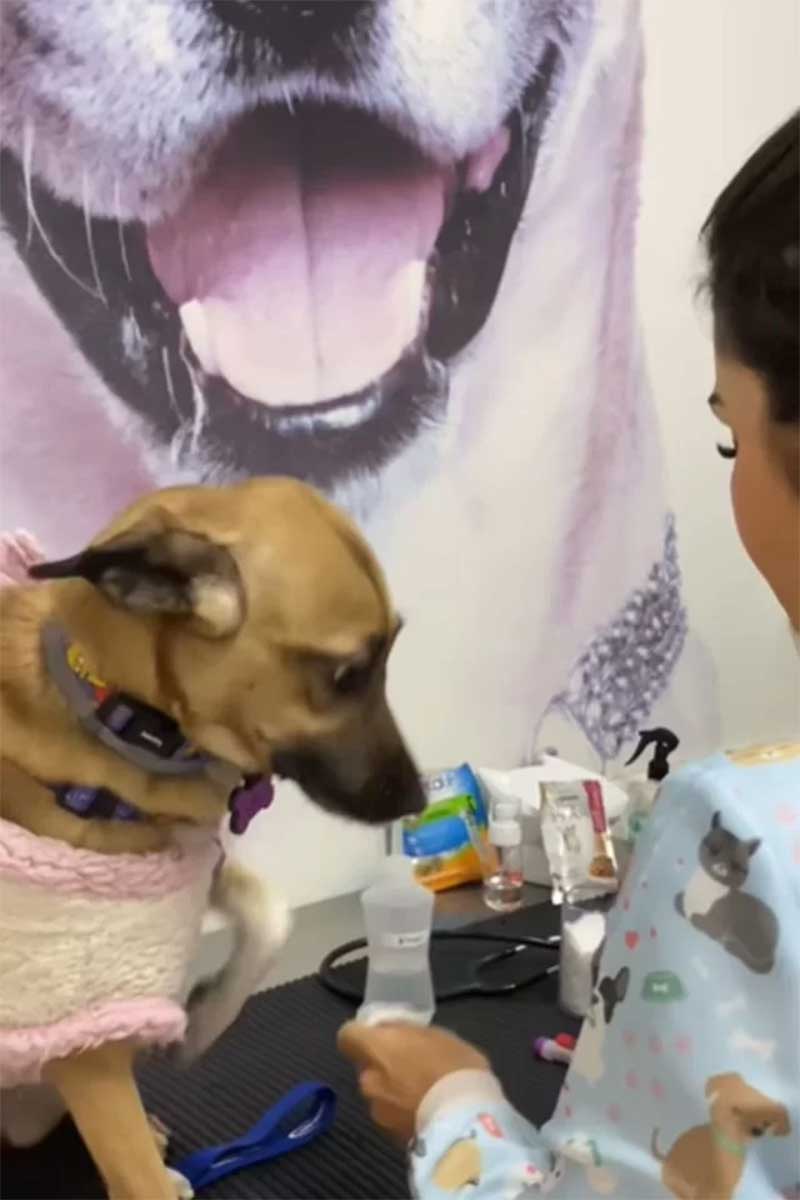Daniela consegue acalmar cadela antes de coletar sangue