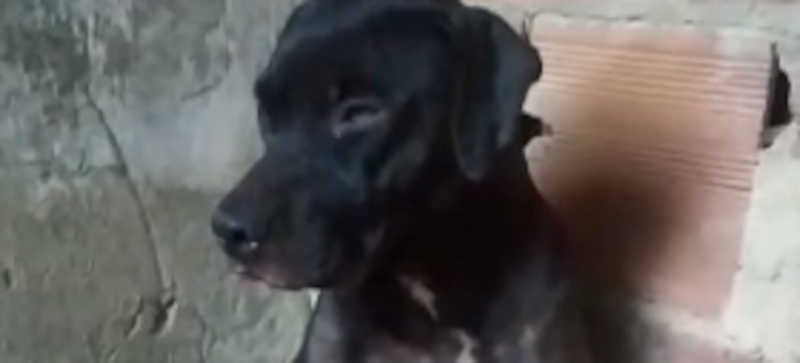 Nove filhotes de cadela nascem mortos após queima de fogos de artifícios em Lagarto, SE; vídeo