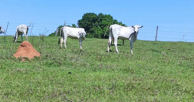 Sitiante é multado por morte e maus tratos a bovinos em Álvares Machado (SP) — Foto: Polícia Militar Ambiental