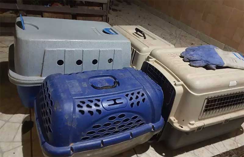 Dezenove cães e gatos são resgatados de maus-tratos no São Domingos, em Americana, SP