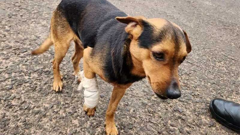 Homem que cortou as patas de cão em Balbinos (SP) e feriu outro animal é multado