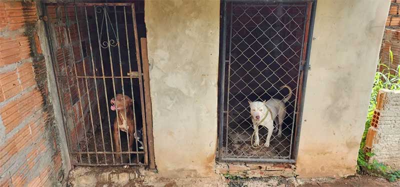 Segundo a Polícia Civil, os cães viviam em "baias" pequenas para o porte da raça — Foto: Divulgação/Polícia Civil