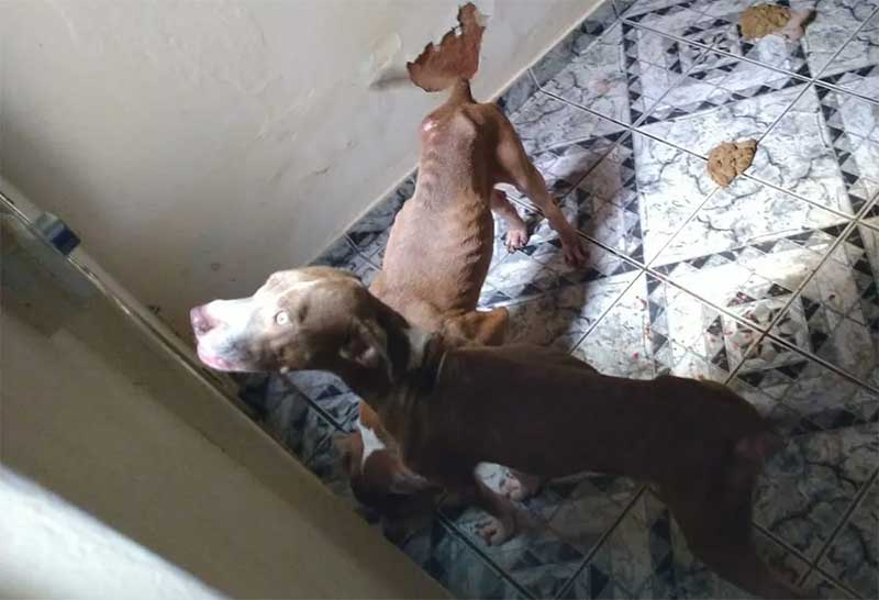 Cães em visível estado de maus-tratos passarão por tratamento, em Lençóis Paulista (SP) — Foto: Divulgação