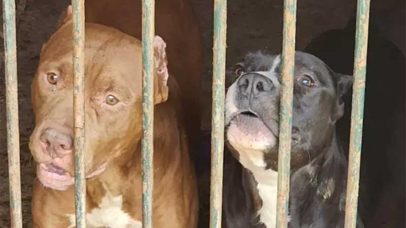 Homem é preso em Bauru (SP) por manter 14 cães sob maus-tratos em canil clandestino