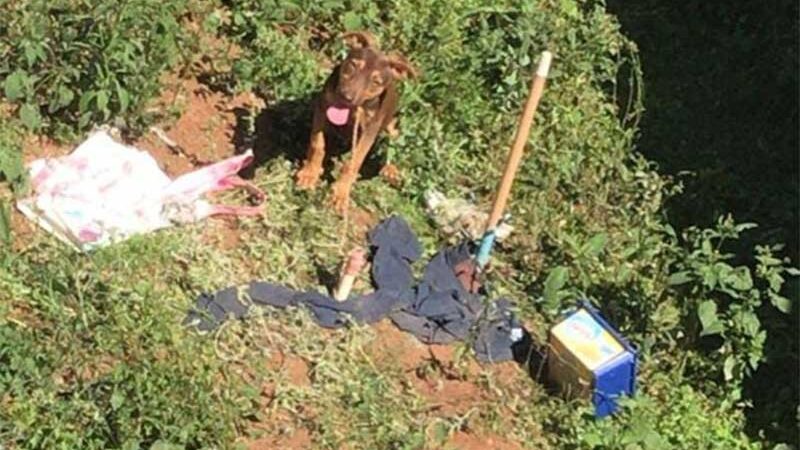 Cachorro amarrado há dias agoniza em casa na Vila dos Mineiros, em Cabreúva, SP